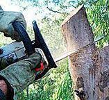 Best Fruit Tree Pruning  in Moyie Springs, ID
