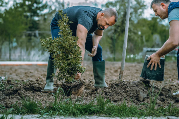 Best Utility Line Clearance  in Moyie Springs, ID